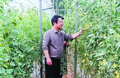 魏德智在大棚里检查农作物生长情况